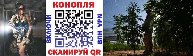 Купить  Трёхгорный  Каннабис сатива 